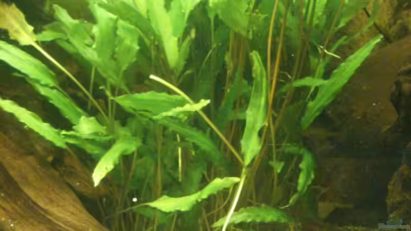 Cryptocoryne wendtii (September 2015) von Wolly (23)