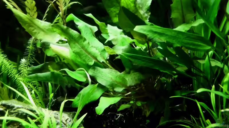 Cryptocoryne wendtii ´Tropica´ von die Perle... (32)