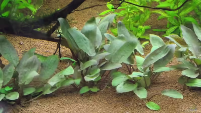 Cryptocoryne wendtii ´tropica´ von Dr. Manhattan (13)