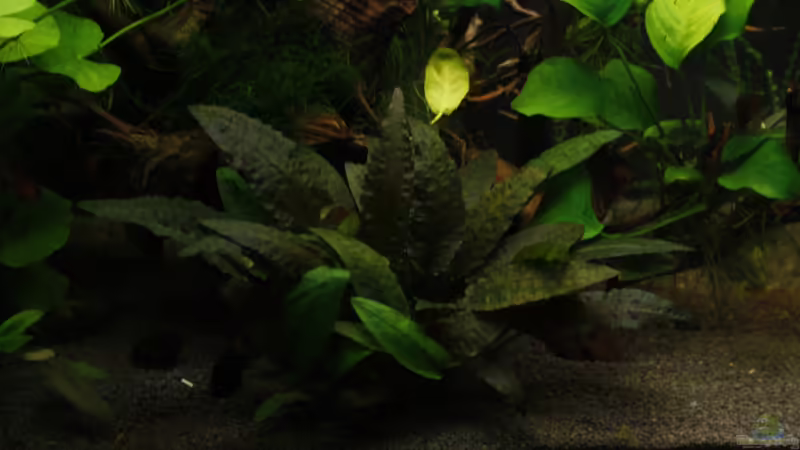 Cryptocoryne wendtii ´Tropica´ von nola46 (31)