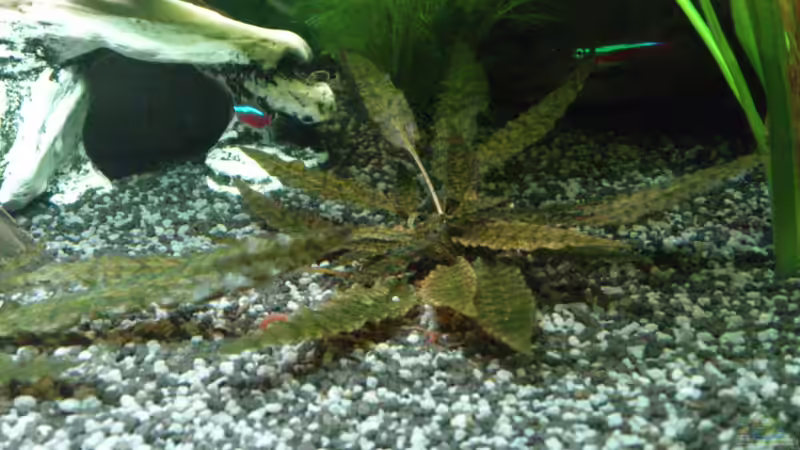 Cryptocoryne wendtii Tropica von Stephan Groß (15)
