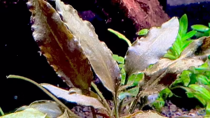 Cryptocoryne wendtii tropica von Tim1979 (13)