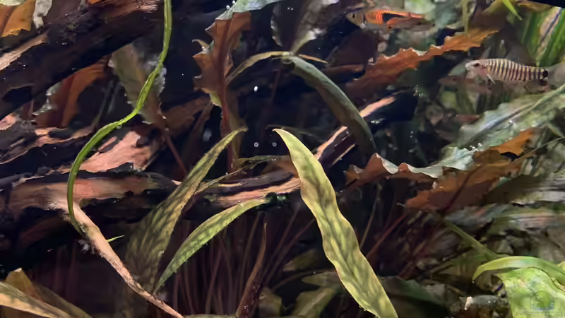 Herzblättriger Wasserkelch im Aquarium pflegen (Einrichtungsbeispiele für Cryptocoryne cordata)