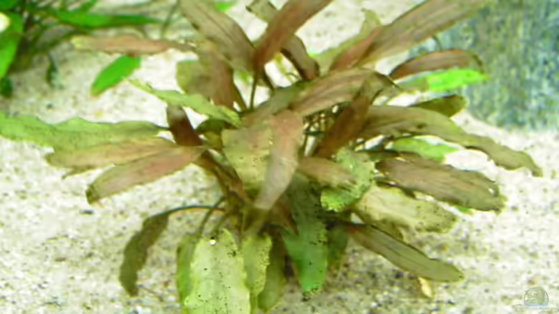 Cryptocoryne wendtii von Alexander Uschkoreit (5)