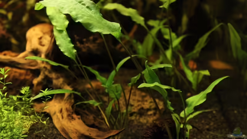 Cryptocoryne wendtii von Annika (25)