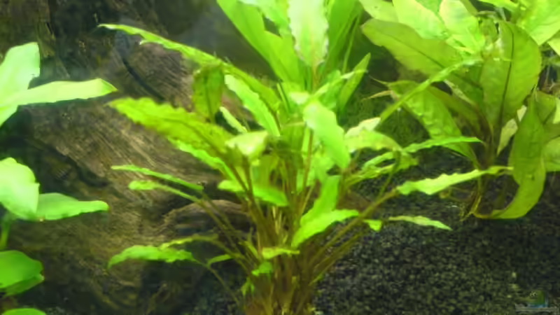 Cryptocoryne wendtii von Cathrin Krause (10)