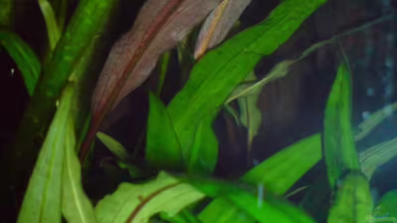 Cryptocoryne wendtii von Chris Schmidt (5)