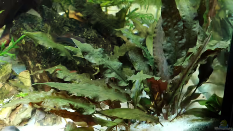 Cryptocoryne wendtii von David B (21)