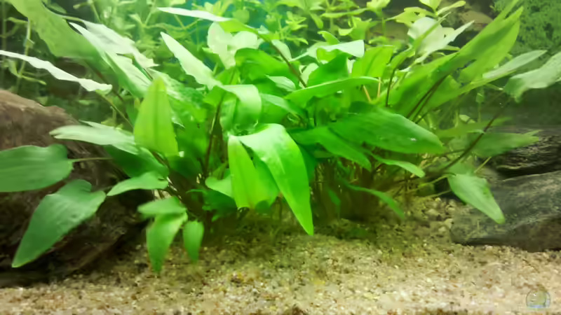 Cryptocoryne wendtii von De Millo (12)