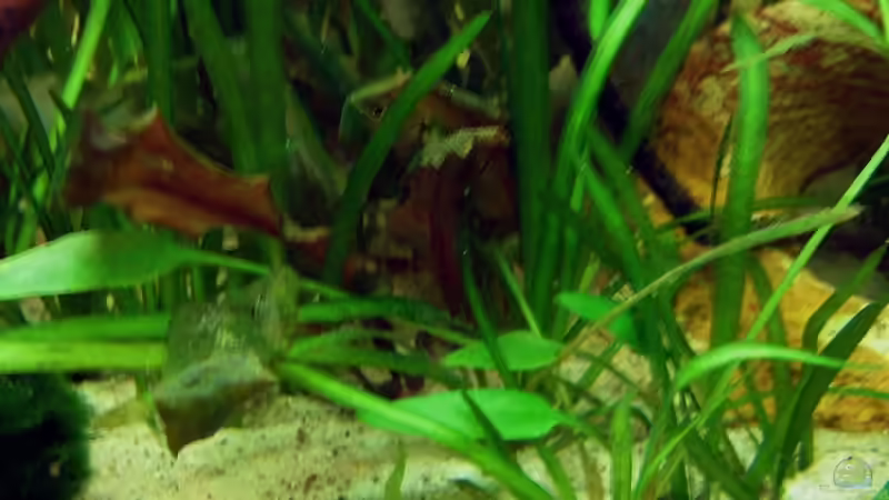 Cryptocoryne wendtii von Dennis Klusmann (8)