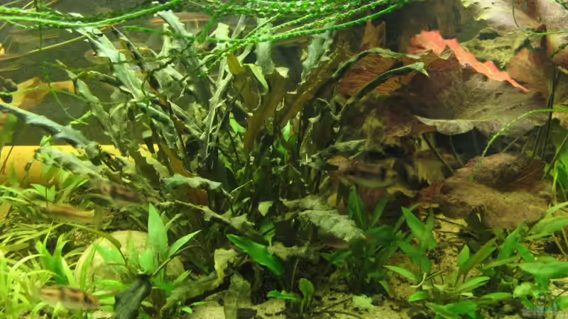 Cryptocoryne wendtii von Frank Muth (3)