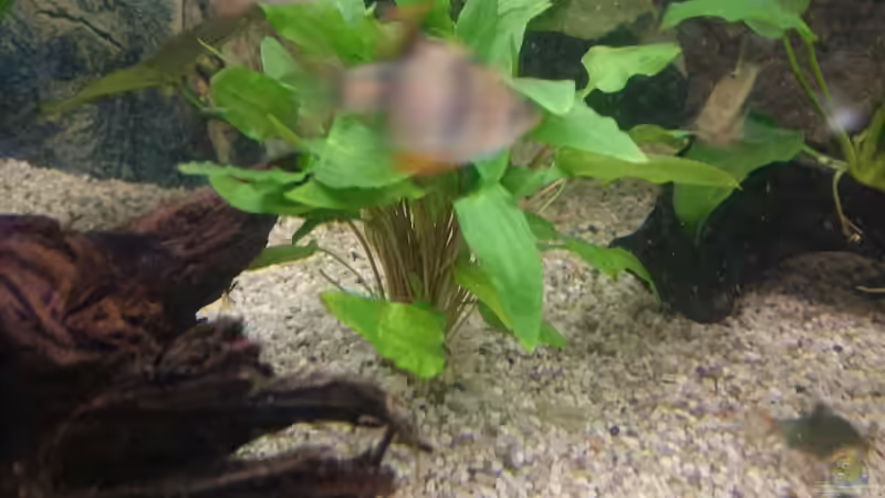 Cryptocoryne wendtii von Frank S (11)