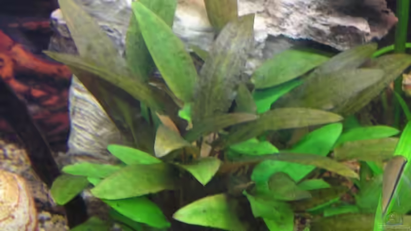 Cryptocoryne wendtii von froxxs (5)