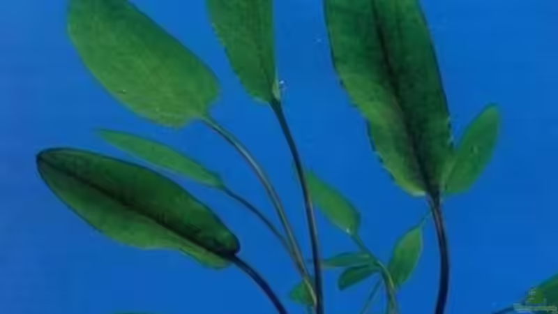 Cryptocoryne wendtii von Gerhard Unruh (3)