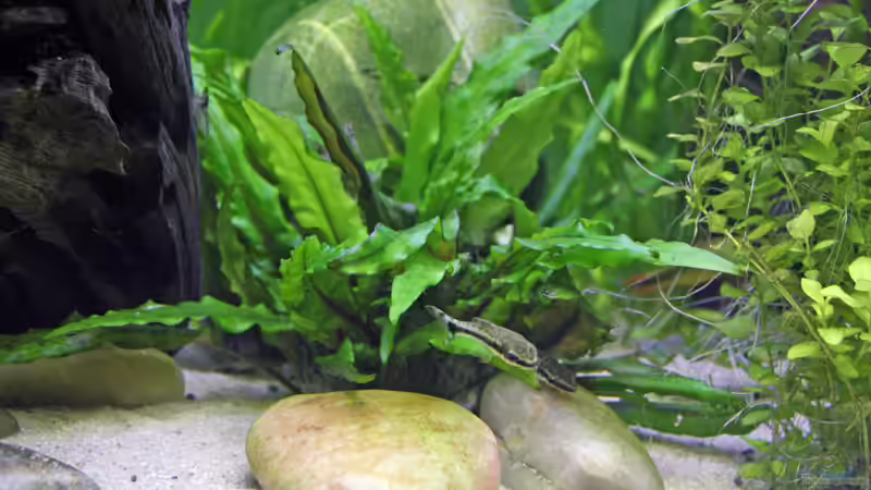 Cryptocoryne wendtii von Heiko Oettert (5)