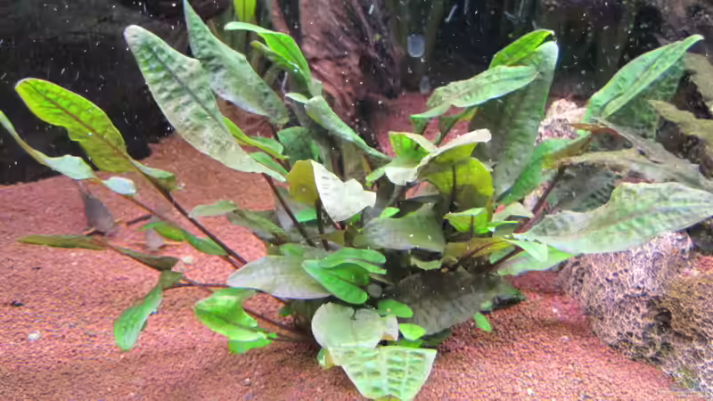 Cryptocoryne wendtii von Jogi (22)