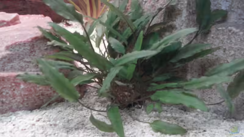 Cryptocoryne wendtii von LuckyHimself (7)