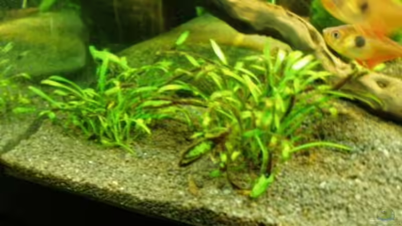 CryptoCoryne Wendtii von MADNESS1.0 (9)