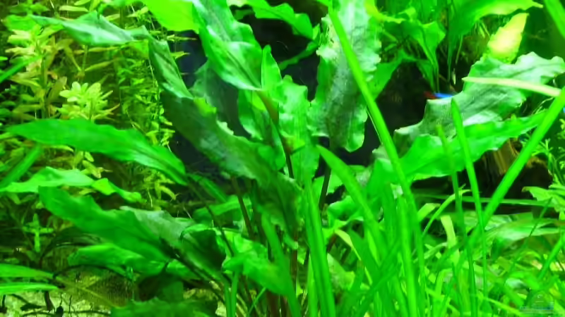 Cryptocoryne wendtii von Maggus (6)
