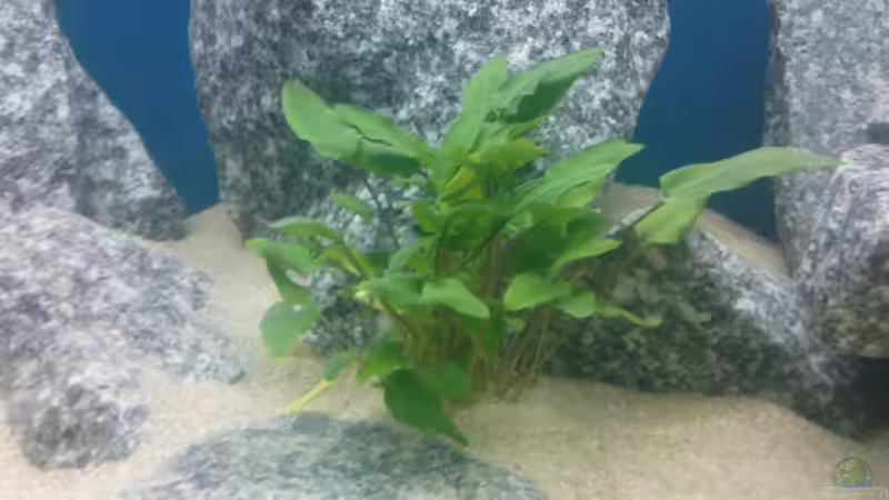 Cryptocoryne wendtii von marco_0 (8)