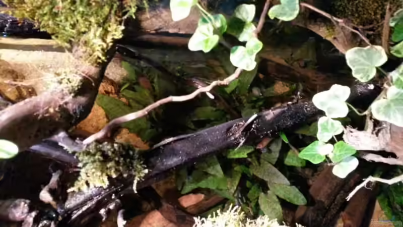 Cryptocoryne wendtii von Markaroni (40)