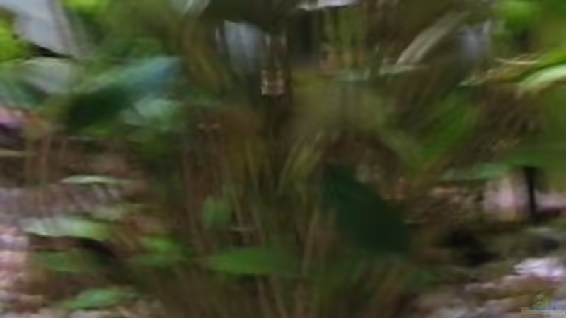 Cryptocoryne wendtii von Oliver Liborius (3)