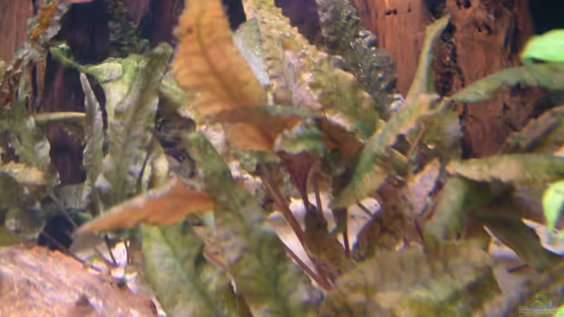 Cryptocoryne wendtii von Oliver Schürmann (9)