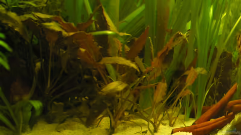 Cryptocoryne wendtii von Peggy (21)