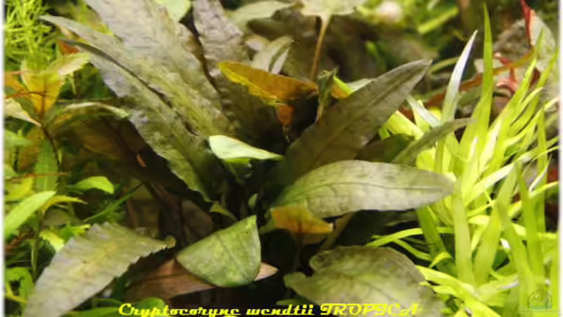 Cryptocoryne wendtii von Ralf64 (39)