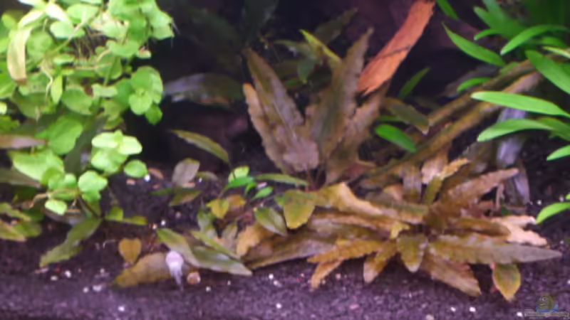 Cryptocoryne wendtii? von Ray1975 (14)