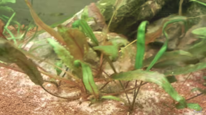 Cryptocoryne wendtii von Skalarfreak (9)