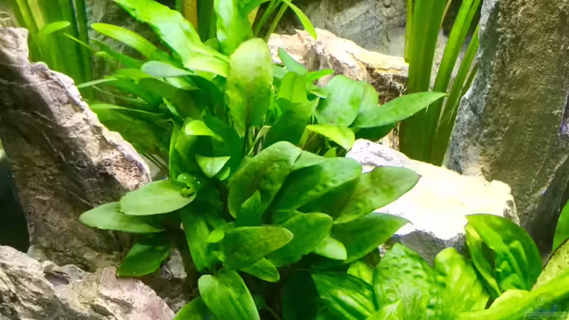 Cryptocoryne wendtii von Steffi66 (19)