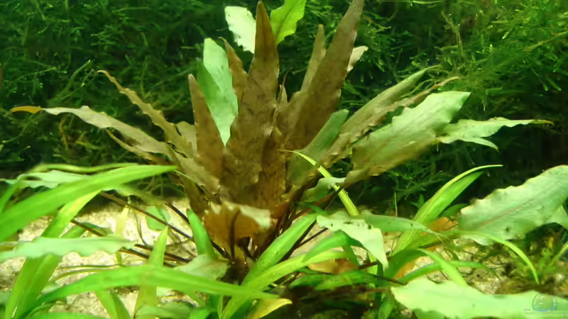 Cryptocoryne wendtii von Susanne Kruse (13)