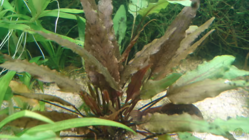 Cryptocoryne wendtii von Susanne Kruse (16)