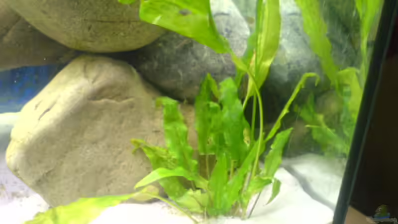 Cryptocoryne wendtii von t-time (8)