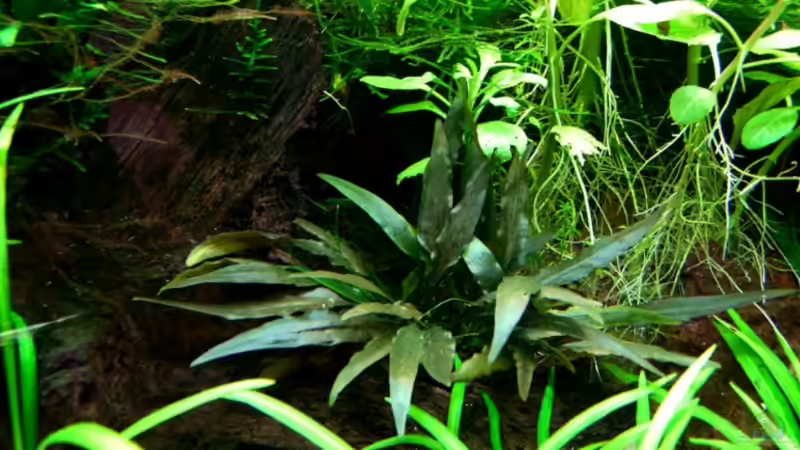 Cryptocoryne wendtii von Tobi-G (6)