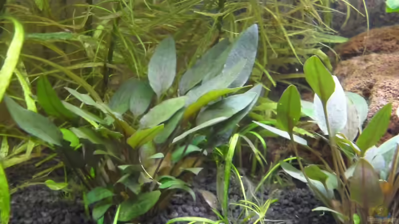 Cryptocoryne wendtii von Uwe M. (20)