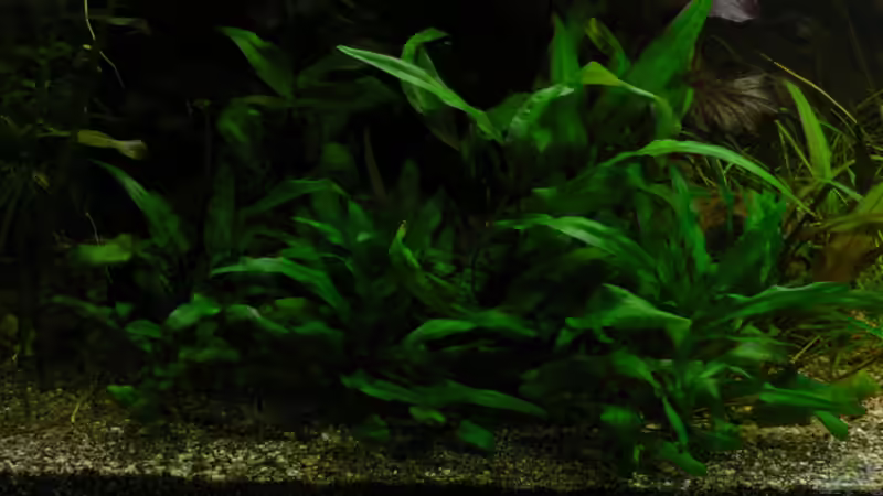 Cryptocoryne wendtii von Zapfenmanderl (22)