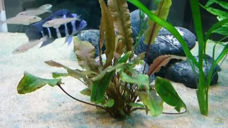 Cryptocoryne wendtti   Wendt´scher Wasserkelch von Hermann Süss (7)