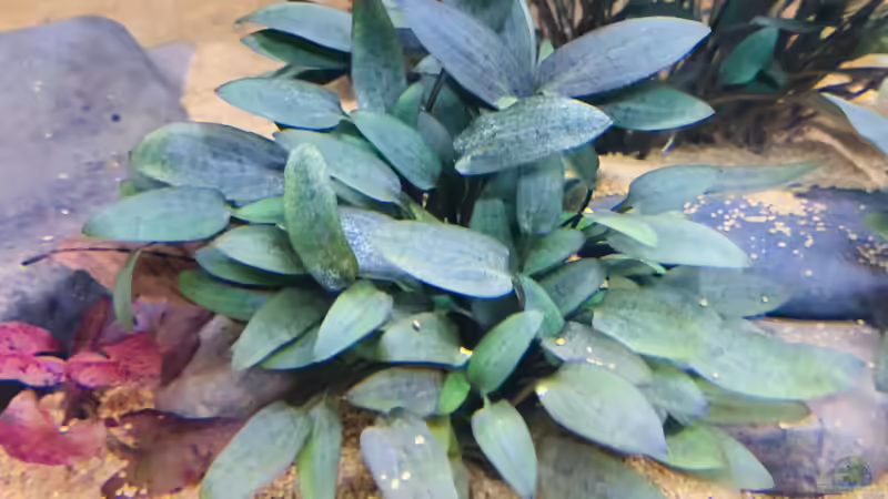 Cryptocoryne wentii / ausgezogen von DiskusMummy (19)