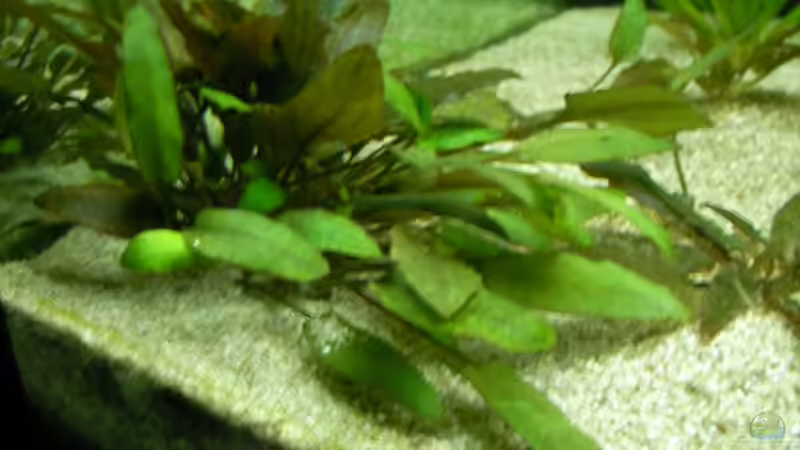 cryptocoryne wentii  von Alex Schmid (11)
