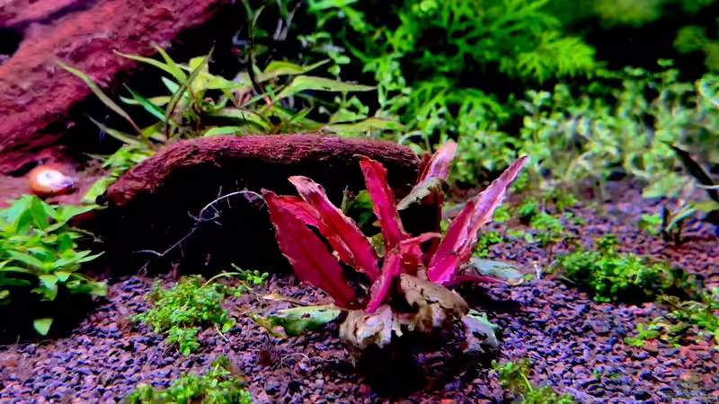 Cryptocoryne wentii ´Flamingo´ (Pink Panta) von Tim1979 (9)
