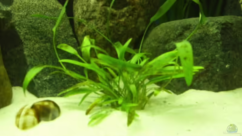 Cryptocoryne willisii  von deBouwer (11)