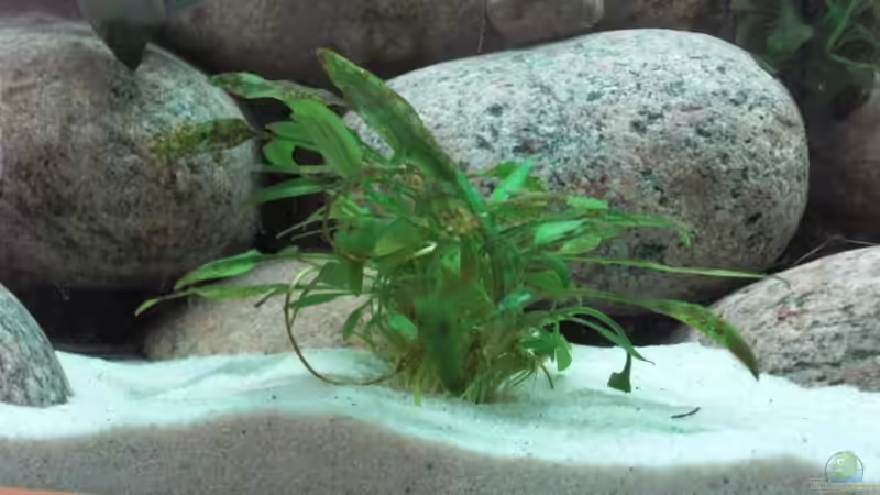 Cryptocoryne willisii von Malawi TOM (26)