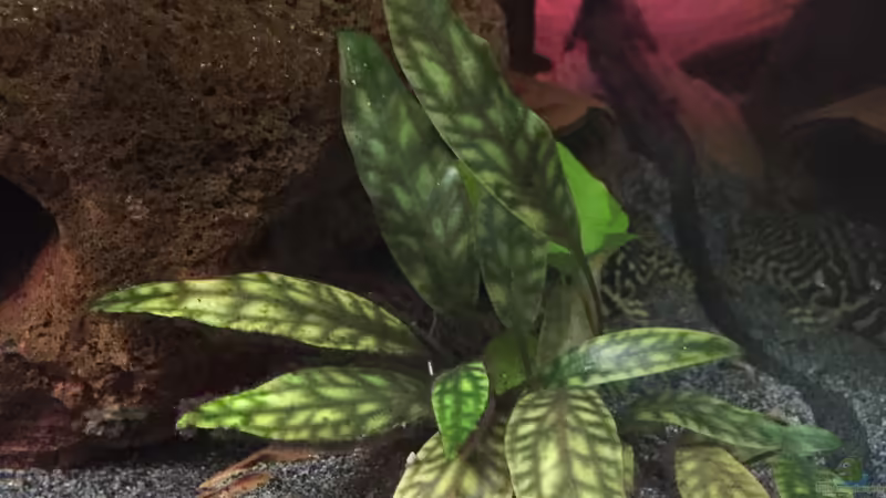 Cryptocoryne x purpurea von Danny (23)