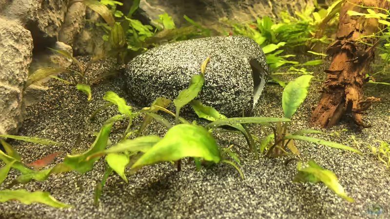 Purpur-Wasserkelch im Aquarium pflegen (Einrichtungsbeispiele für Cryptocoryne purpurea)