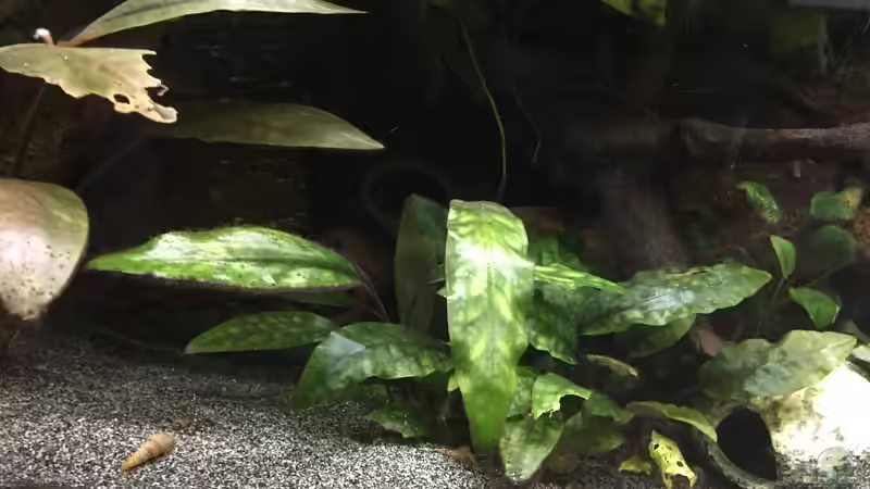 Purpur-Wasserkelch im Aquarium pflegen (Einrichtungsbeispiele für Cryptocoryne purpurea)