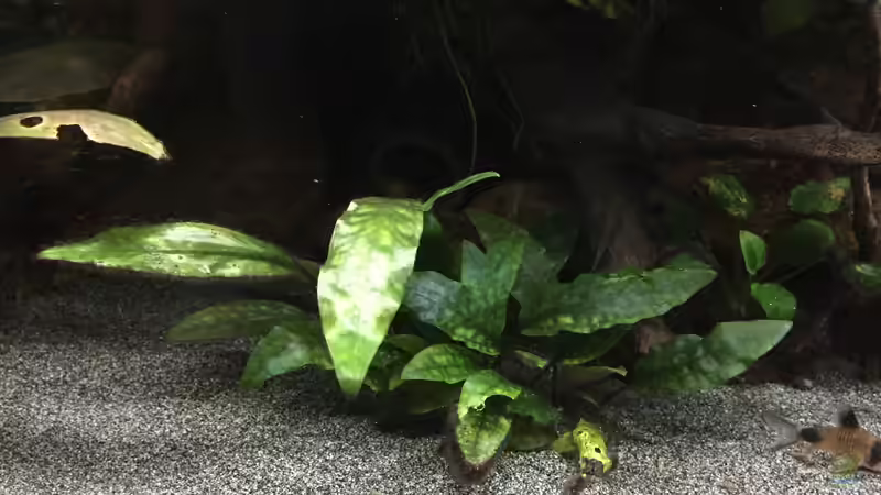 Purpur-Wasserkelch im Aquarium pflegen (Einrichtungsbeispiele für Cryptocoryne purpurea)