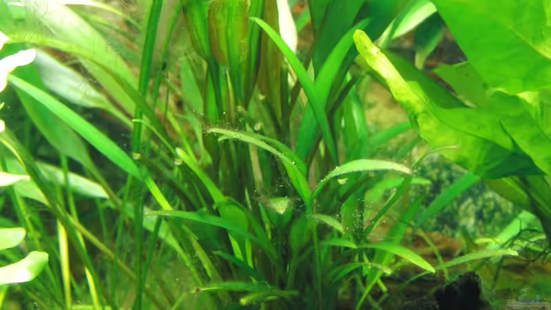 Cryptocoryne x willisii von Oberregenwurm (6)