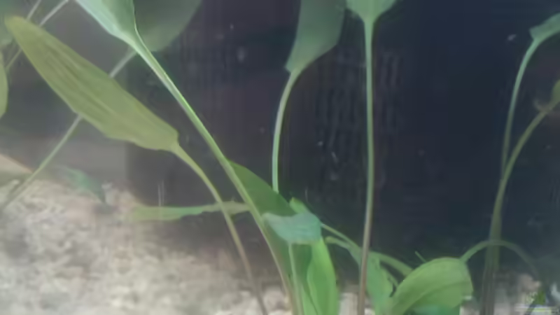 Cryptocoryne x willisii von Patrick Scheffer (10)